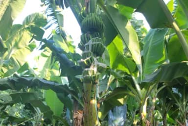 R&D Team develops AI-powered solutions: GPS tracking for labor management, smart pest control with predictive analytics and real-time farm operation reporting system