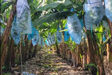 Connecting to small farmers to produce more fiber from banana stem waste